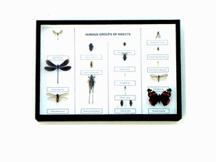 Insekternas huvudgrupper