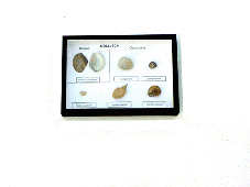 Mollusker