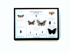 Insektsantenner