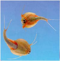 triops